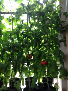 tomato plants